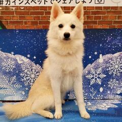 🐾 6ヶ月 ポンスキー♂ ロキの里親さん募集 🐾