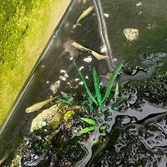 内容変えました　熱帯魚　　水槽ごとの画像