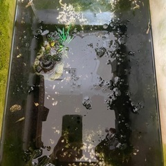 内容変えました　熱帯魚　　水槽ごとの画像