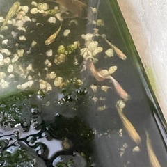 内容変えました　熱帯魚　　水槽ごとの画像