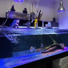 1500水槽の画像