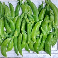 最後のスナップ⭐︎説明文お読みください⭐︎ 訳あり　スナップエンドウの画像