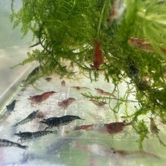 【決定済】🐠チェリーシュリンプMIX 全長±1〜1.5㎝ 1匹40円 ウィローモス付き 【在庫50匹以上】No.03の画像