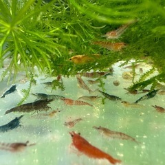【決定済】🐠チェリーシュリンプMIX 全長±1〜1.5㎝ 1匹40円 ウィローモス付き 【在庫50匹以上】No.03の画像