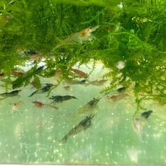 【決定済】🐠チェリーシュリンプMIX 全長±1〜1.5㎝ 1匹40円 ウィローモス付き 【在庫50匹以上】No.03の画像