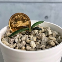 キリンドフォリア・トゥビフェラ沖縄実生8月発芽の画像