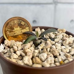 キリンドフォリア・トゥビフェラ沖縄実生8月発芽の画像