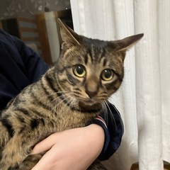 キジトラ　オス