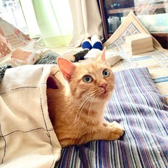 茶トラ　希少　メス