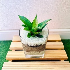 サンスベリア　パゴダ　観葉植物　ハイドロカルチャーの画像