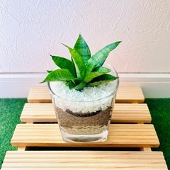 サンスベリア　パゴダ　観葉植物　ハイドロカルチャーの画像