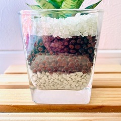 サンスベリア　パゴダ　観葉植物　ハイドロカルチャーの画像