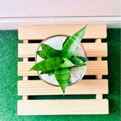 サンスベリア　パゴダ　観葉植物　ハイドロカルチャーの画像