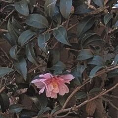 さざんかの画像