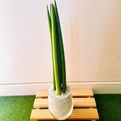 サンスベリア　スパゲッティ　６本仕立て　観葉植物　ハイドロカルチャー　ゼオライトの画像