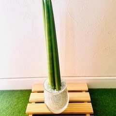 サンスベリア　スパゲッティ　６本仕立て　観葉植物　ハイドロカルチャー　ゼオライトの画像