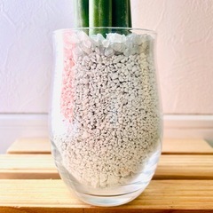 サンスベリア　スパゲッティ　６本仕立て　観葉植物　ハイドロカルチャー　ゼオライトの画像
