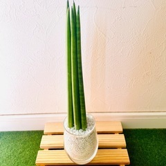 サンスベリア　スパゲッティ　６本仕立て　観葉植物　ハイドロカルチャー　ゼオライトの画像