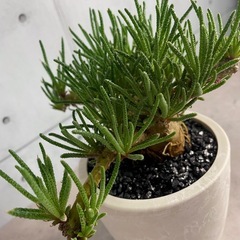 レスルゲンス・フィロボロス選抜株/北欧ストーン風植木鉢の画像