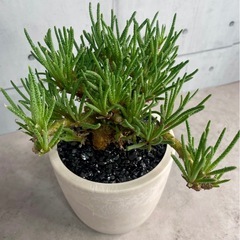 レスルゲンス・フィロボロス選抜株/北欧ストーン風植木鉢の画像