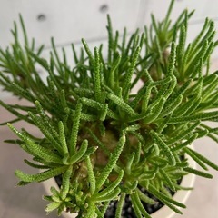 レスルゲンス・フィロボロス選抜株/北欧ストーン風植木鉢の画像