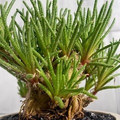 レスルゲンス・フィロボロス選抜株/北欧ストーン風植木鉢の画像