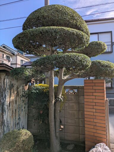つげ