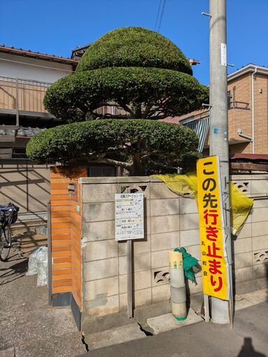 つげ