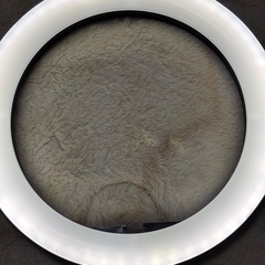 リングライトの画像