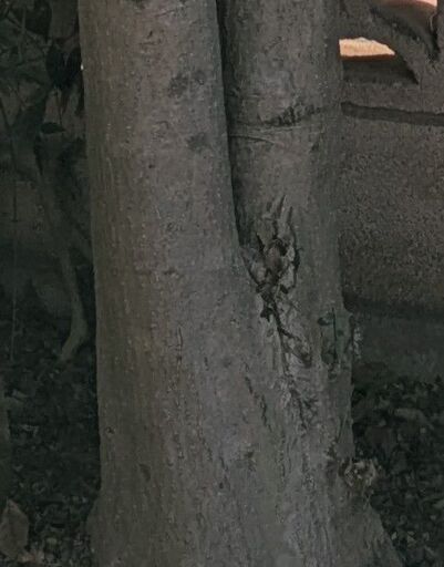 つげ