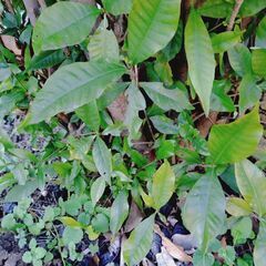 クチナシ（実付き）八重咲き 1株の画像