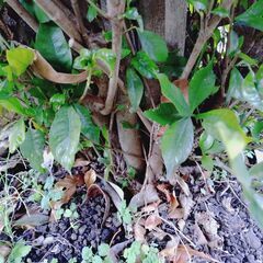 クチナシ（実付き）八重咲き 1株の画像