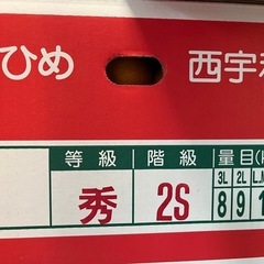 愛媛県産蜜柑 1箱の画像