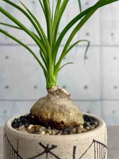 トックリラン（ノリナ・レクルバータ）/デザイン陶器鉢 (ランプアドル