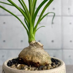 トックリラン（ノリナ・レクルバータ）/デザイン陶器鉢の画像