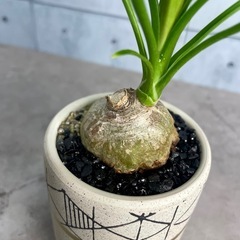 トックリラン（ノリナ・レクルバータ）/デザイン陶器鉢の画像