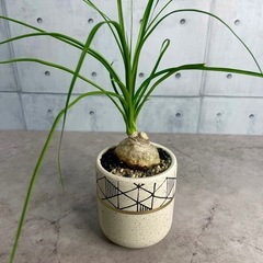 トックリラン（ノリナ・レクルバータ）/デザイン陶器鉢の画像