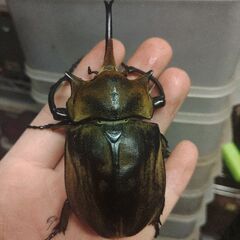 クリスマスプレゼントにギアスゾウカブト♂のみの画像