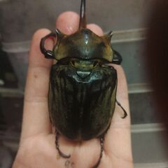 クリスマスプレゼントにギアスゾウカブト♂のみの画像