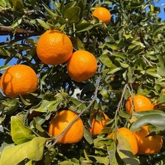 ポンカン　3キロ　無農薬　収穫体験可能の画像