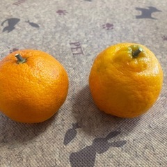 ポンカン　3キロ　無農薬　収穫体験可能の画像