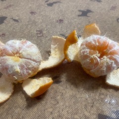 ポンカン　3キロ　無農薬　収穫体験可能の画像