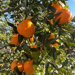 ポンカン　3キロ　無農薬　収穫体験可能の画像