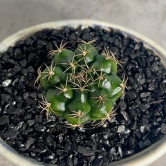 ギムノカリキウム・麗蛇丸(ダムシー)・デザイン陶器鉢の画像