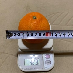 【愛媛産】紅まどんな　2個の画像