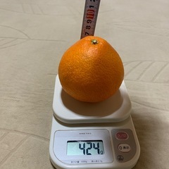 【愛媛産】紅まどんな　2個の画像