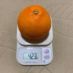 【愛媛産】紅まどんな　2個の画像