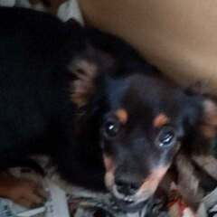 しばちわわ、ちわぷー、チワックス