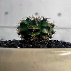 ギムノカリキウム・麗蛇丸(ダムシー)・デザイン陶器鉢の画像