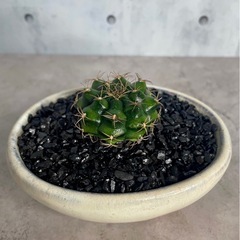 ギムノカリキウム・麗蛇丸(ダムシー)・デザイン陶器鉢の画像